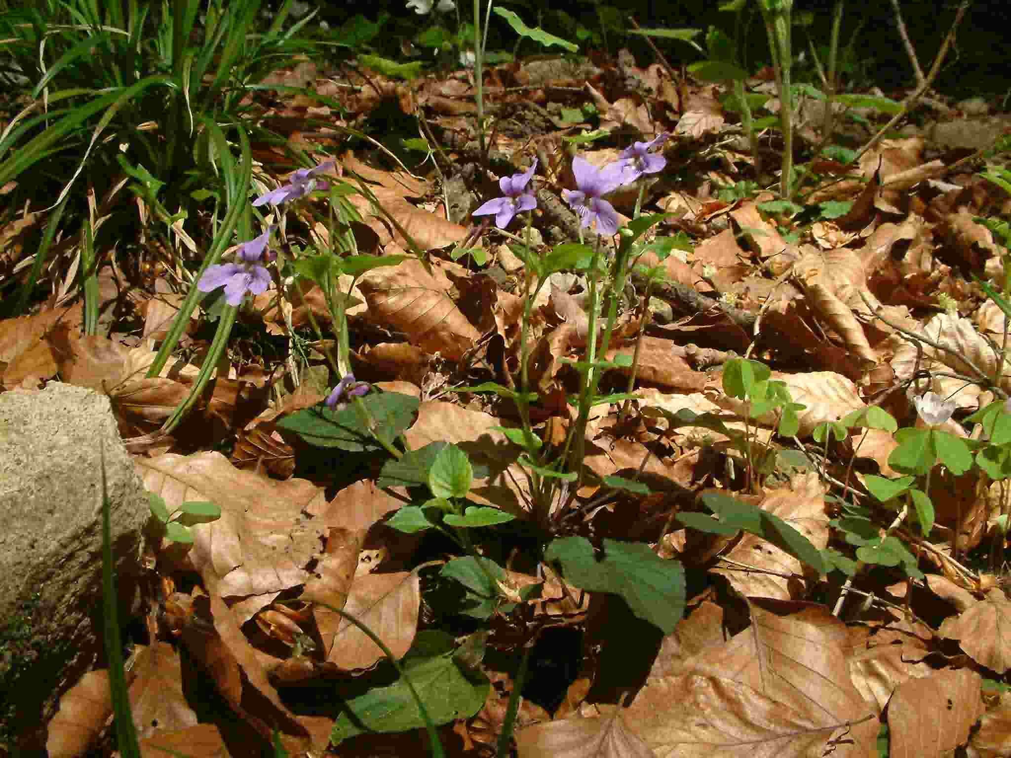 Viola reichenbachiana 1