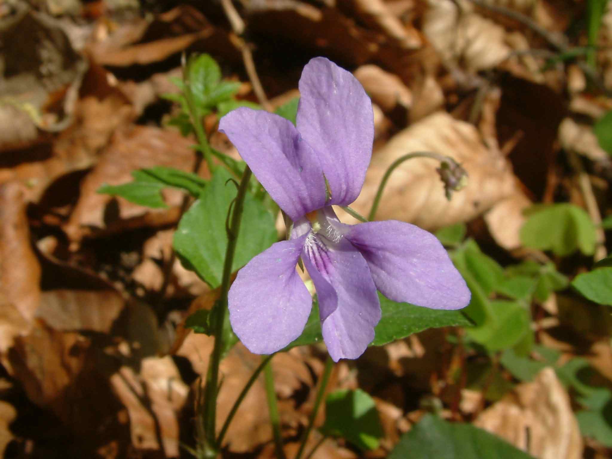 Viola reichenbachiana 2