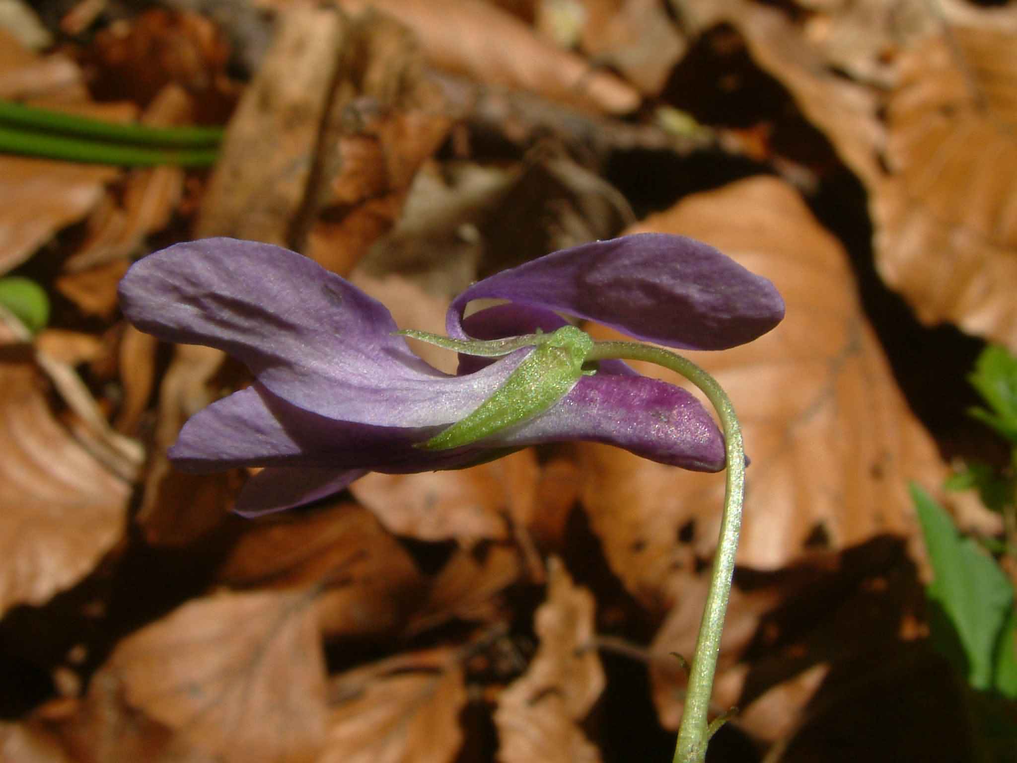 Viola reichenbachiana 3