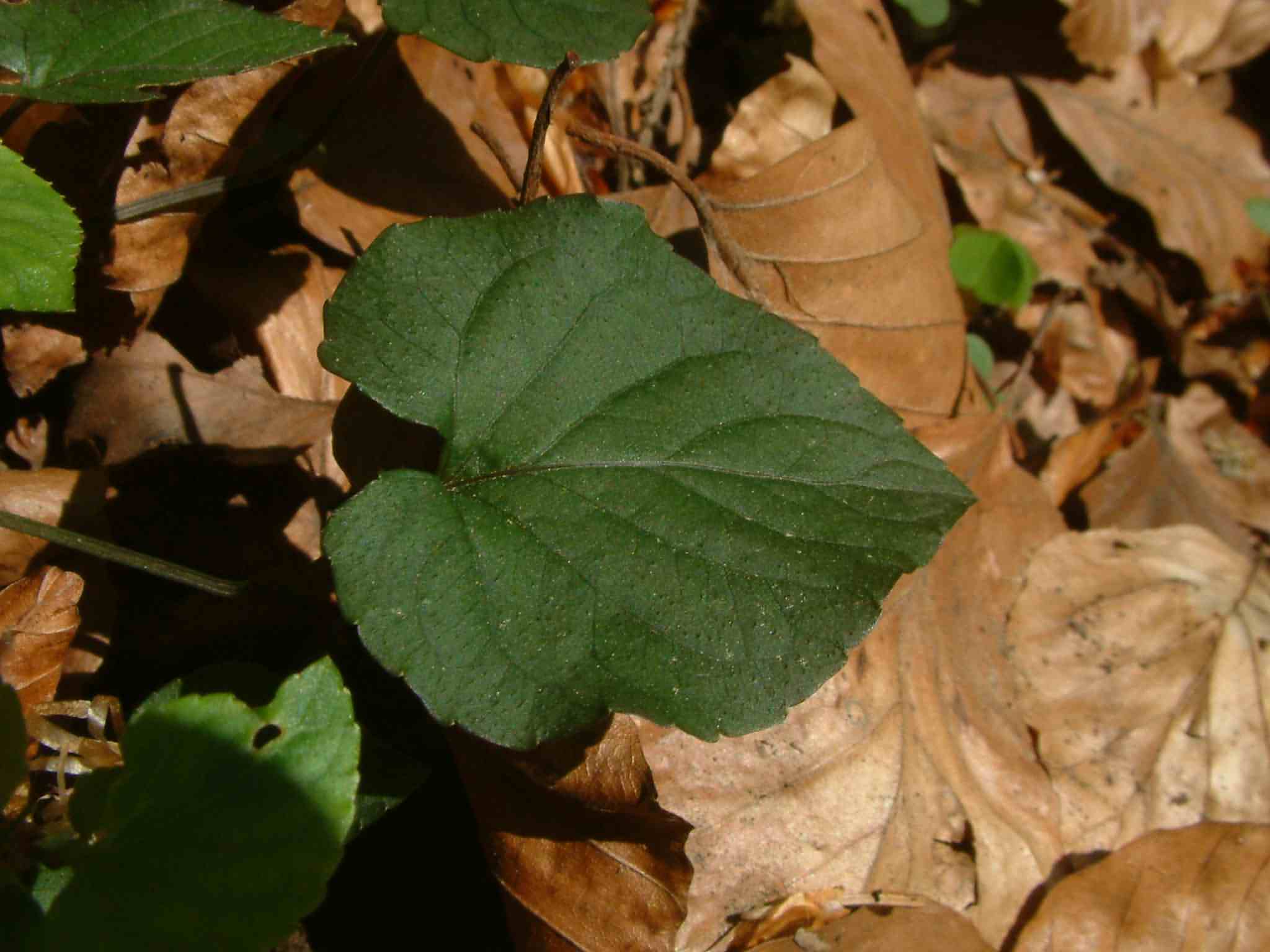 Viola reichenbachiana 4