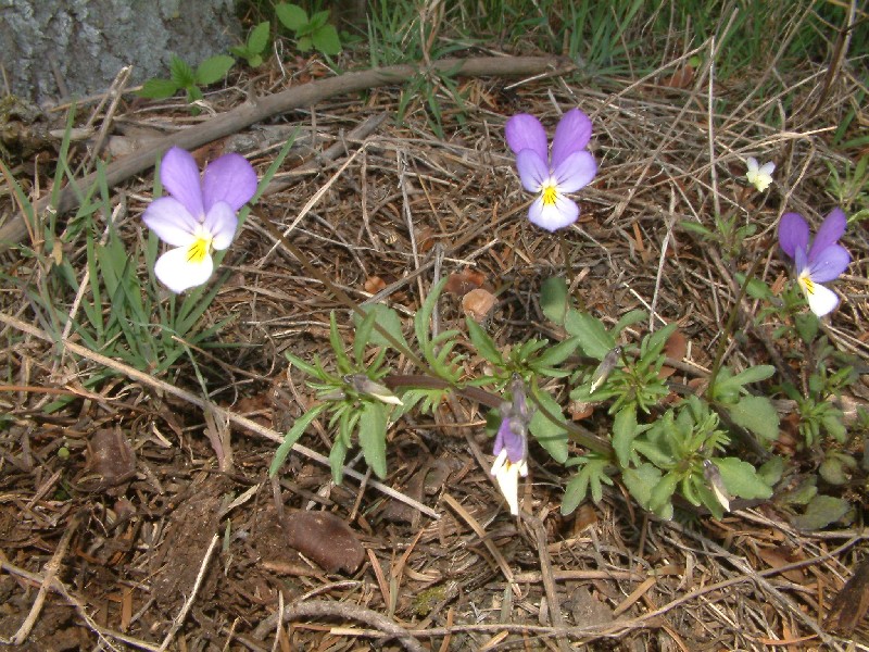 Viola tricolor 1