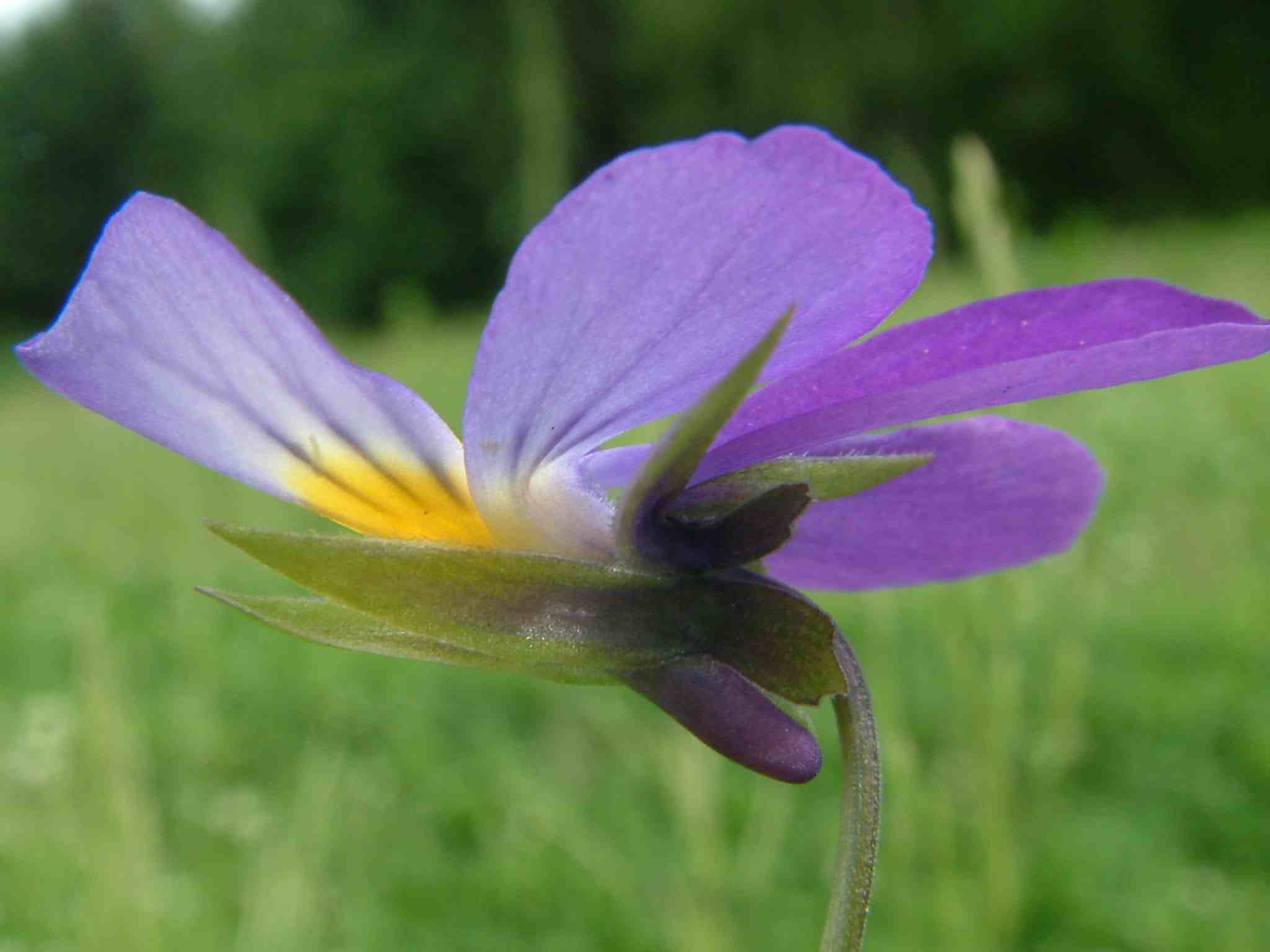Viola tricolor 3