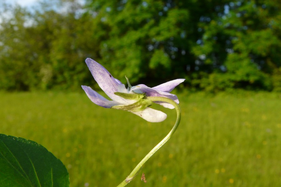 Viola Ã€ bavarica