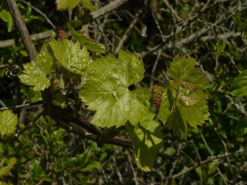 Vitis vinifera 2