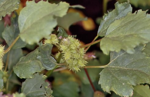 Xanthium albinum 1