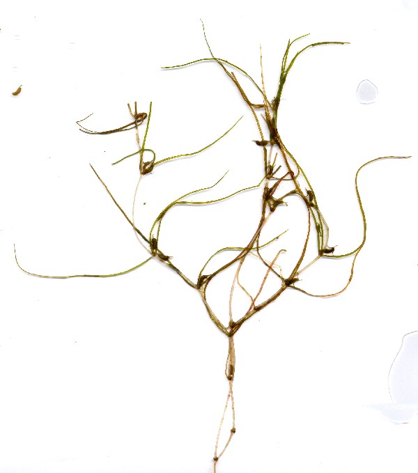 Zannichellia palustris 1