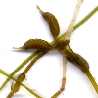 Zannichellia palustris 2