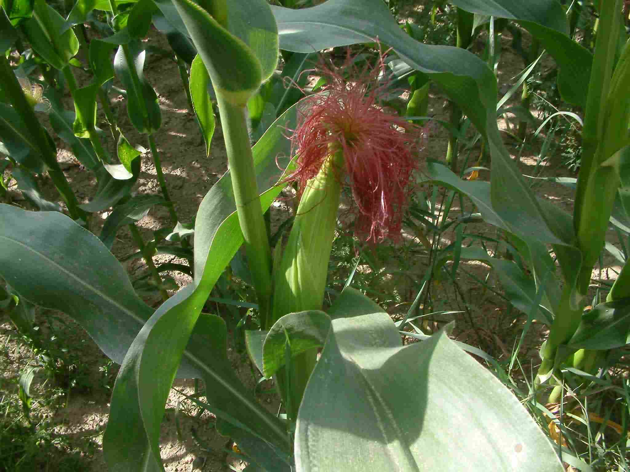 Zea mays 4