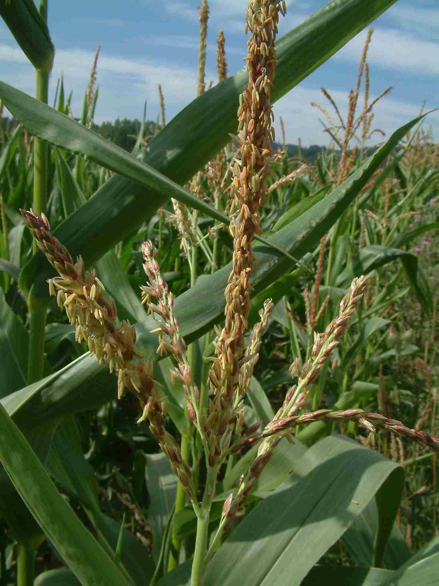 Zea mays 2