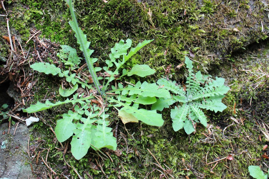 Cardaminopsis_arenosa_ssp_arenosa 3