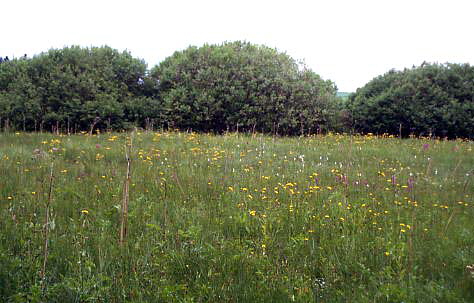 Flachmoor bei Ahornis