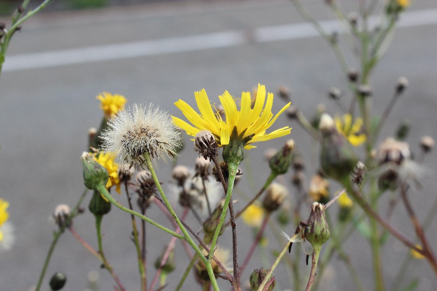 Hieracium sabaudum 2