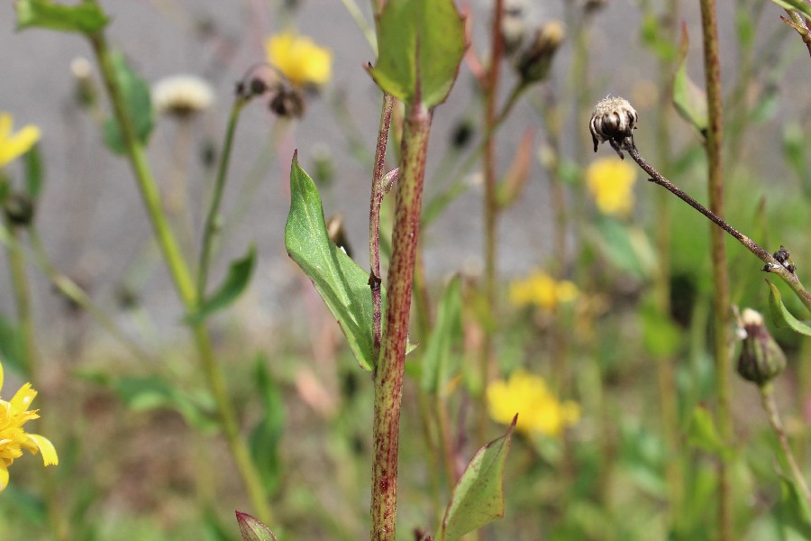 Hieracium sabaudum 3