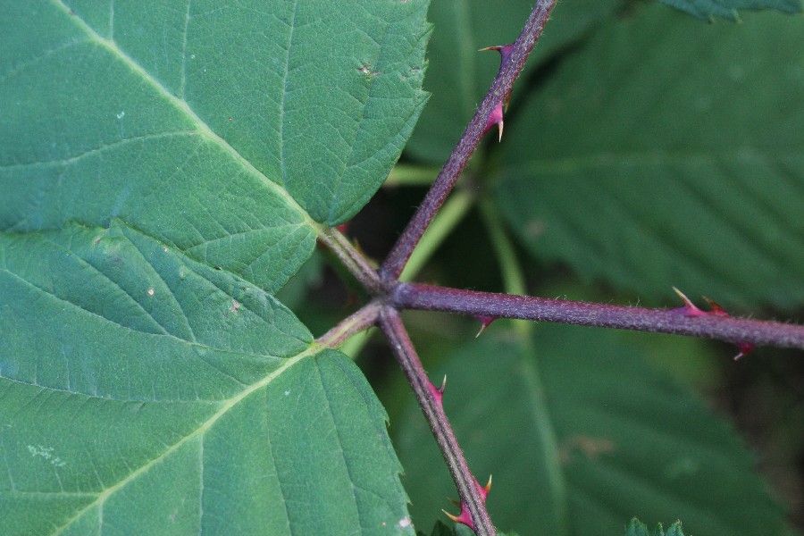 Rubus armeniacus 3