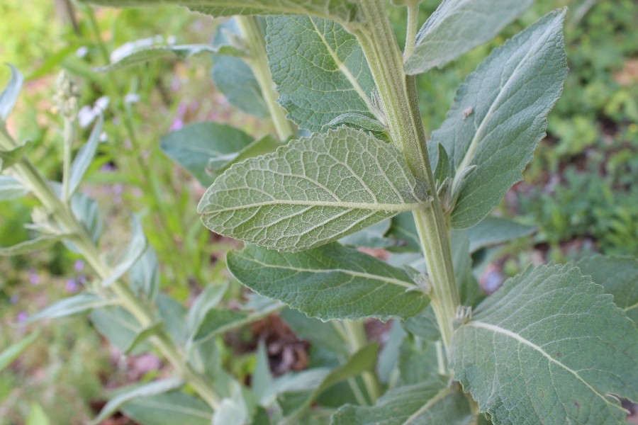 Verbascum lychnitis 3