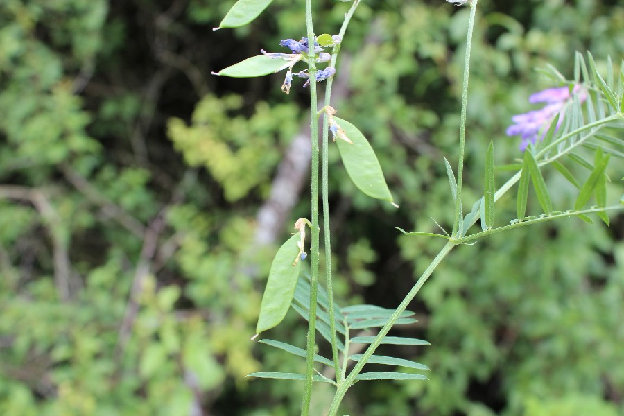 Vicia tenuifolia 3